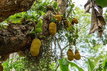 Ripe jackfruit hanging from a tree branch. artocarpus heterophyllus