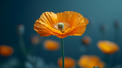 Fototapeta premium Orange Poppy Flower Closeup Photography