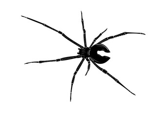 illustration
Black Spider
Black Widow