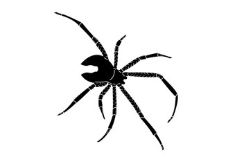 illustration
Black Spider
Black Widow