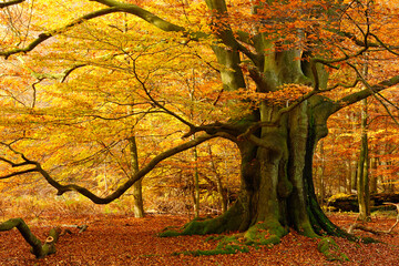Mighty Beech Tree in Sunny Forest in Autumn, Leaves Changing Color