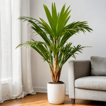 broad lady palm plant minimal modern pot living room with floral design indoor Rhapis excelsa in a stylish home interior