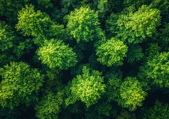Fototapeta premium Aerial view of a lush, dense forest canopy showcasing vibrant green foliage, suitable for nature conservation, environmental projects, and eco-friendly campaigns,