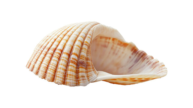 Sea shell isolated on transparent or white background 