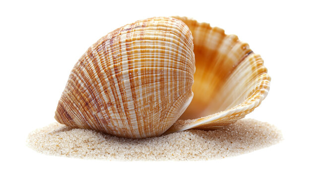 Sea shell isolated on transparent or white background 