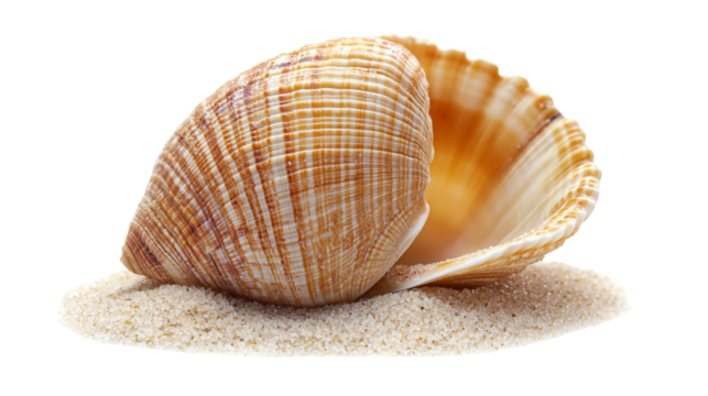 Sea shell isolated on transparent or white background 