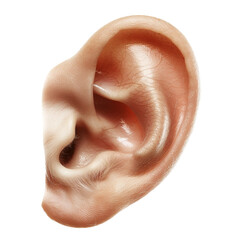 Fototapeta premium close up of a ear