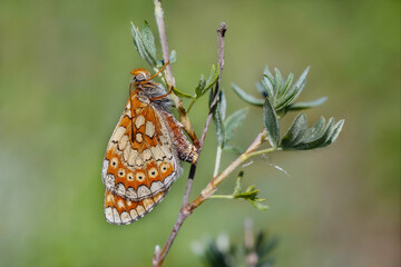 A marsh fritillary (Euphydryas aurinia) on a plant.