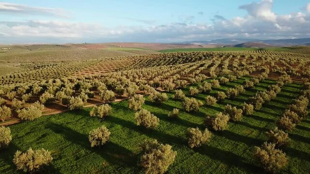 Vast olive fields at sunset in Mediterranean countryside on wide drone shot.