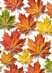 Obraz premium maple leaves isolated on white