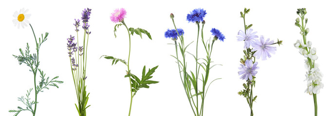 Different beautiful meadow flowers isolated on white, set