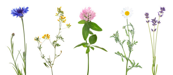 Different beautiful meadow flowers isolated on white, set