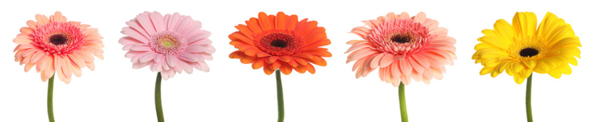 Beautiful gerbera flowers of different colors isolated on white, set