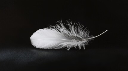 Obraz premium Delicate White Feather on Deep Black Surface with High Contrast Highlighting Intricate Details