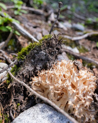 Mushroom pushing off dirt