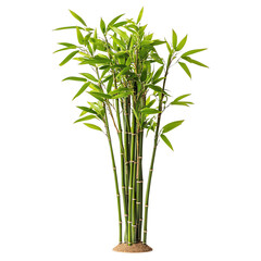 Healthy green bamboo plant with fresh leaves isolated on a white background, perfect for nature and botanical themes.
