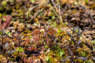 Insect eater plants