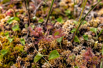 Insect eating plants
