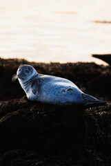 seal on the beach
