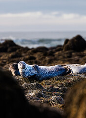 seal on the beach