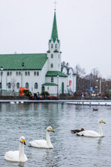 swans on a lake