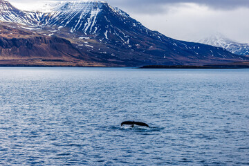Whale in Reykjavik 