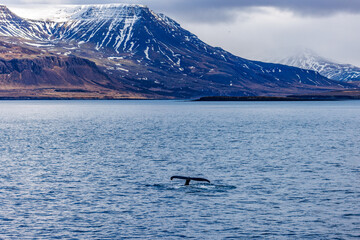 whale and the moutains