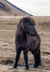 Icelandic Horse