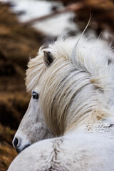 Icelandic Horse