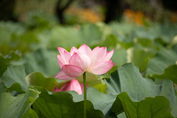 Beautiful Indian Lotus was laying on a pond. The pink petals stretched out to the sun like solar panels capturing light. The edges darker a color than the interior. Big green leaves all around.