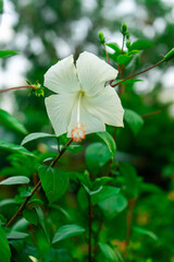 close up white Hibiscus single flower.