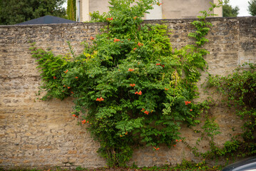 Lush trumpet vine climbing a rustic stone wall with vibrant orange blossoms