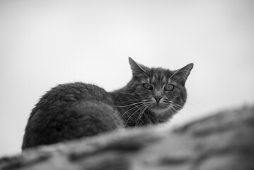 Majestic feline gaze: black and white cat portrait in natural setting