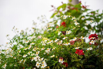 Obraz premium Butterfly resting amidst vibrant wildflowers and lush greenery