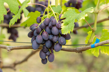 Bunch of blue grapes under green leaves