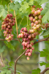 Bunches of pink grapes on a branch