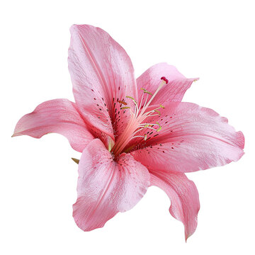 pink lily isolated on white