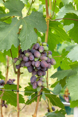 Bunch of blue grapes on a branch