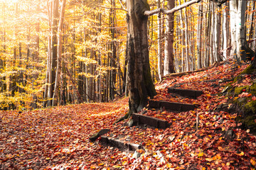 In a vibrant autumn forest, sunlight filters through trees, illuminating a path lined with colorful fallen leaves and wooden steps. The air is crisp and filled with the scent of damp earth.