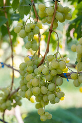 Bunches of white grapes on vines