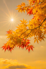 Golden autumn maple leaves glowing in sunlight against warm sky