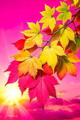 Obraz premium Colorful autumn leaves against vivid pink sky with sunburst