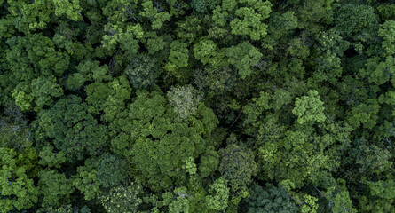 Aerial view green tree forest texture and background, Natural green tree forest background,...