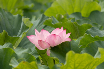 Beautiful Indian Lotus was laying on a pond. The pink petals stretched out to the sun like solar panels capturing light. The edges darker a color than the interior. Big green leaves all around.