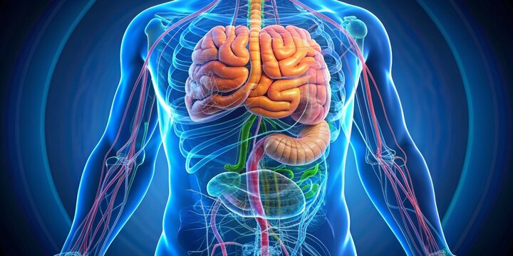 Human Anatomy 3D Illustration of Digestive System, Transparent Skin, Blue Background, Human Anatomy, Digestive System, 3D Illustration