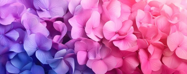 Obraz premium Beautiful gradient of pink and purple petals, creating a vibrant floral background that evokes calm and joy.
