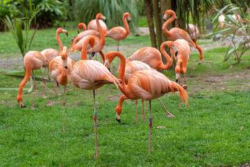Group of Flamingos in Tropical Habitat