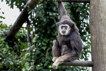 Thoughtful Monkey in Natural Habitat