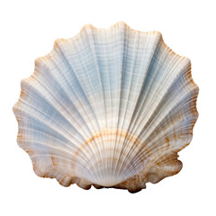 Obraz premium Sea shell isolated on white background, cut out