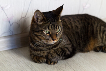 portrait of a cat. Cute cat at home sitting on the floor alone. Large full-face portrait on light background. Copy space.